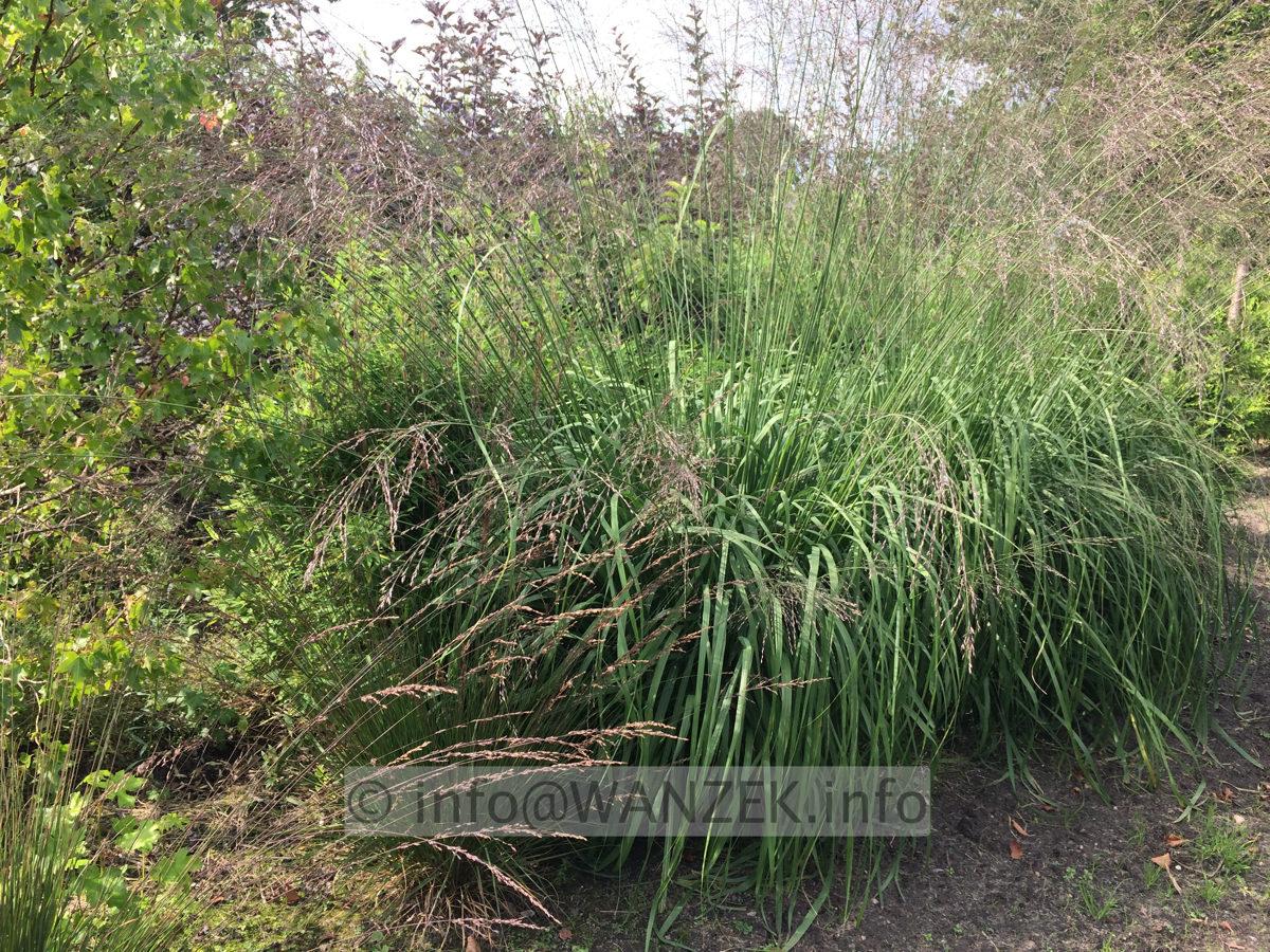 Molinia arundinacea Transparent 02.JPG